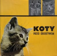 Koty przed obiektywem / Кошки перед объективом