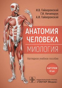 Анатомия человека. Миология. Карточки. Наглядное учебное пособие