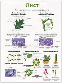 Побег. Лист. Плакат