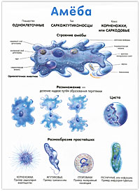 Гидра / Амеба. Наглядное пособие