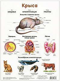 Крыса / Лев. Наглядное пособие