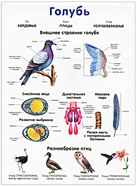 Петух / Голубь. Наглядное пособие