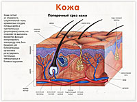 Ухо / Кожа. Наглядное пособие