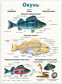 Окунь. Лягушка. Плакат