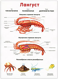 Плакат(А4).Паук.Лангуст