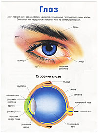 Мышцы / Глаз. Наглядное пособие