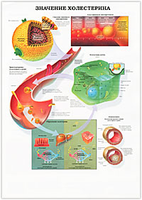 Значение холестерина. Диабет. Плакат