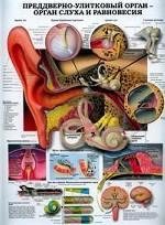 Анатомическое строение внутреннего уха. Преддверно-улитковый орган - орган слуха и равновесия. Плакат