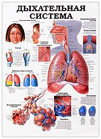 Эндокринный аппарат. Дыхательная система. Плакат