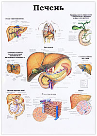 Почки. Печень. Плакат