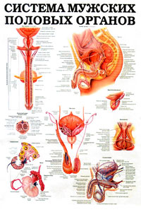 Система женских половых органов. Система мужских половых органов. Плакат