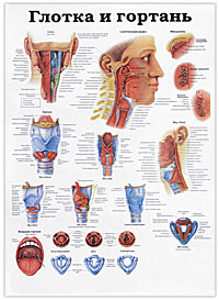 Глотка и гортань. Голова и шея. Плакат