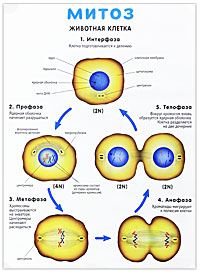 Клетка. Митоз. Плакат