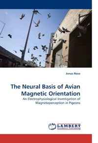 The Neural Basis of Avian Magnetic Orientation