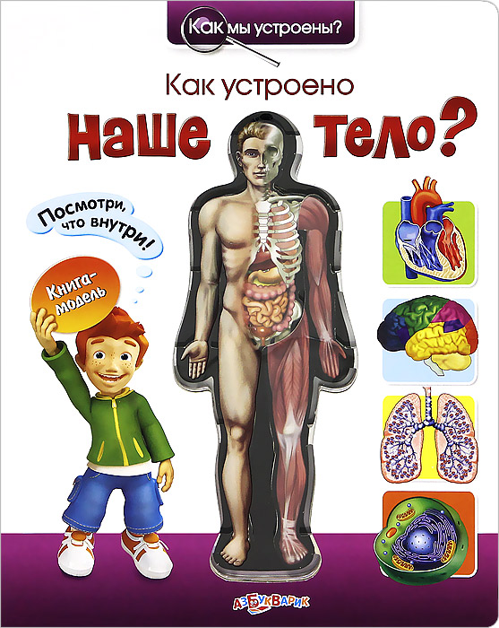 Как устроено наше тело?