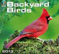 Backyard Birds 2013 Calendar