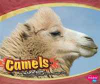 Camels (Asian Animals)