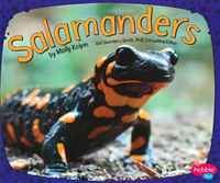 Salamanders (Amphibians)