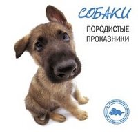 Собаки. Породистые проказники