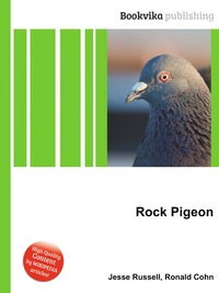 Rock Pigeon